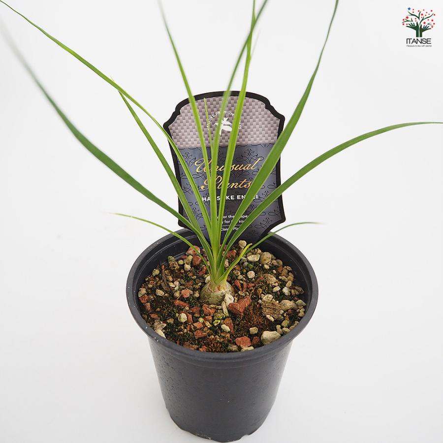 ボーカルネア グラキリス 多肉植物 3号/1個売り 塊根植物