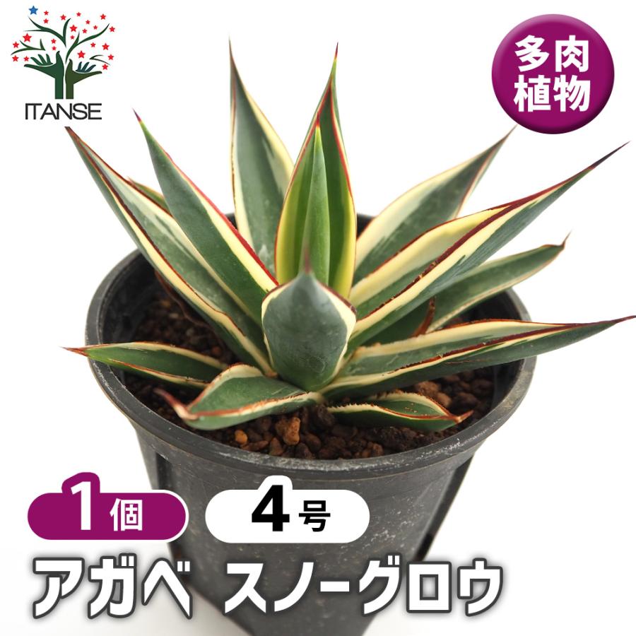 アガベ　スノーグロー　大株 アガベ スノーグロウ 多肉植物 4号/1個売り リビング オフィス 事務所
