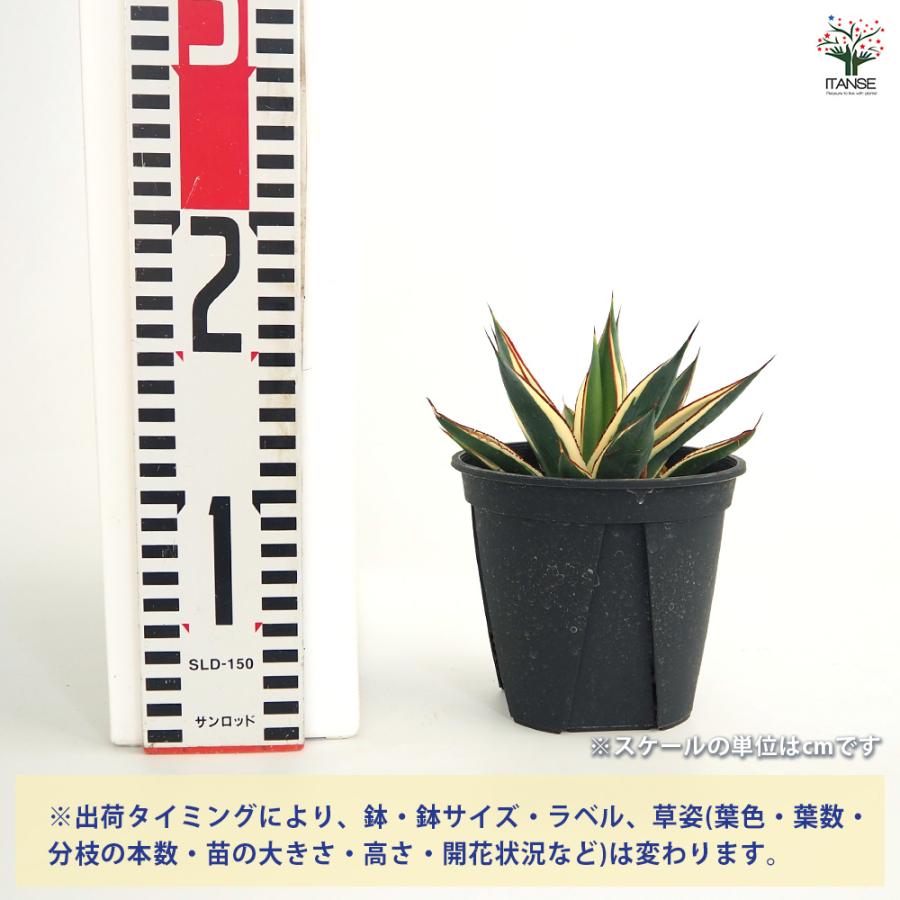 アガベ スノーグロウ 多肉植物 4号/1個売り リビング オフィス 事務所
