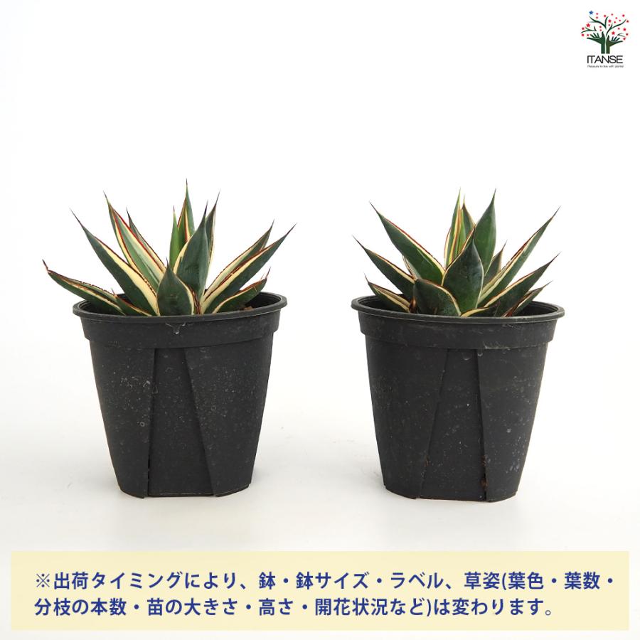 アガベ スノーグロー　２個セット アガベ スノーグロウ 多肉植物 4号/1個売り リビング オフィス 事務所