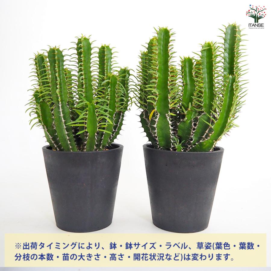 ユーフォルビア ムランジーナ 多肉植物 4号/1個売り 花苗 お花 宿根草
