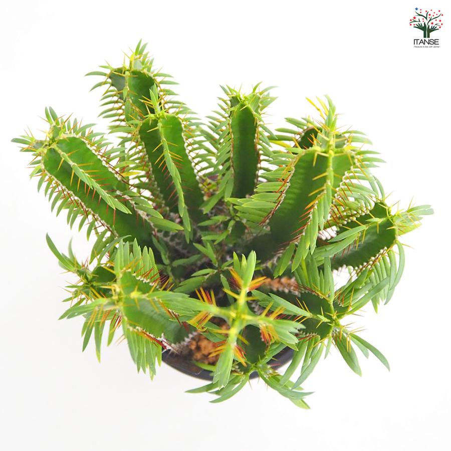 ユーフォルビア ムランジーナ 多肉植物 4号/1個売り 花苗 お花 宿根草