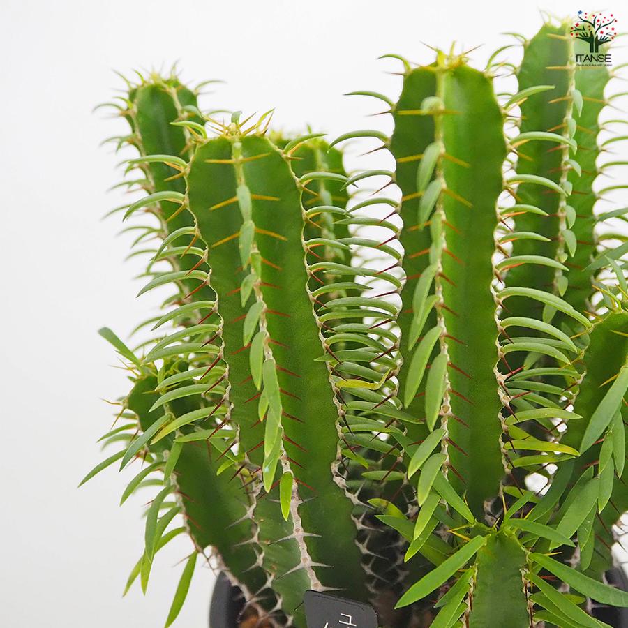 ユーフォルビア ムランジーナ 多肉植物 4号/1個売り 花苗 お花 宿根草