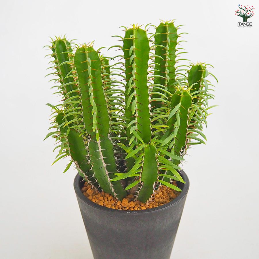 ユーフォルビア　ムランジーナ　手乗りサイズ。 ユーフォルビア ムランジーナ 手乗りサイズ。 ユーフォルビア