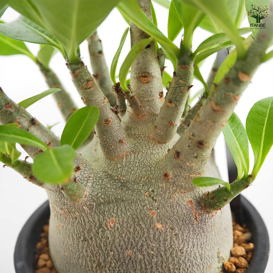 アデニウム ブラック(ゴジラ) 多肉植物 4号/1個売り リビング オフィス