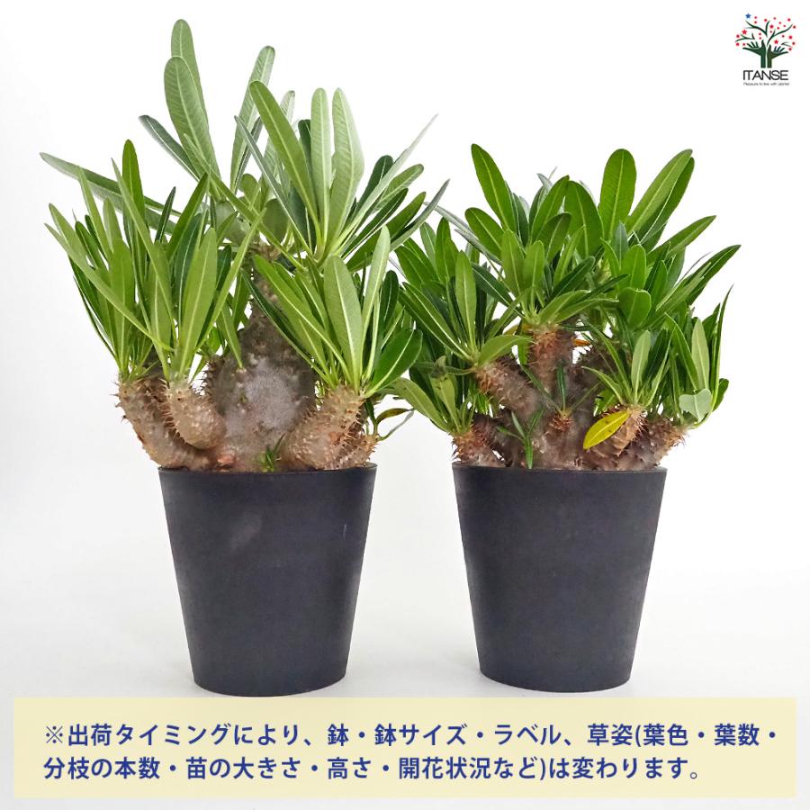 パキポディウム 多肉植物　spicygemの鉢付き パキポディウム・デンシフローラム 3.5号鉢 | | 多肉・塊根植物