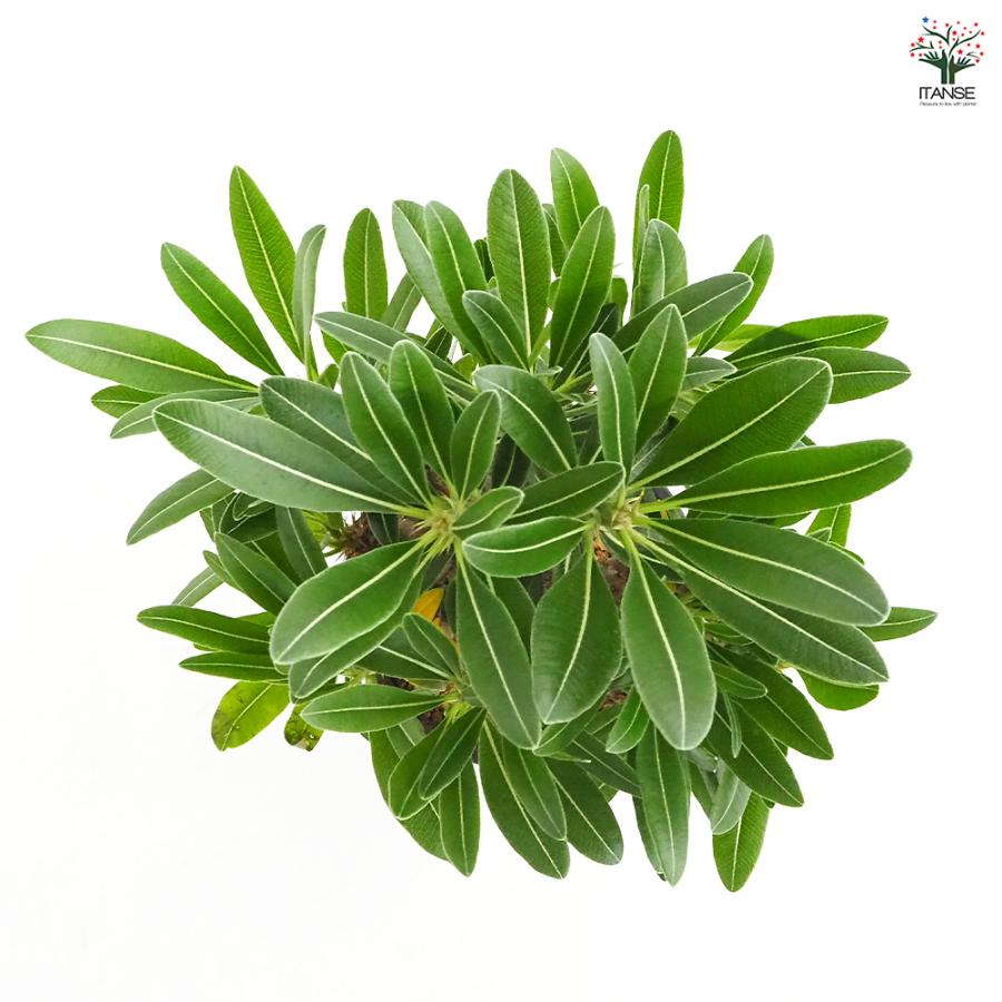 パキポディウム カクチペス 多肉植物 4号/1個売り 塊根植物 コーデック