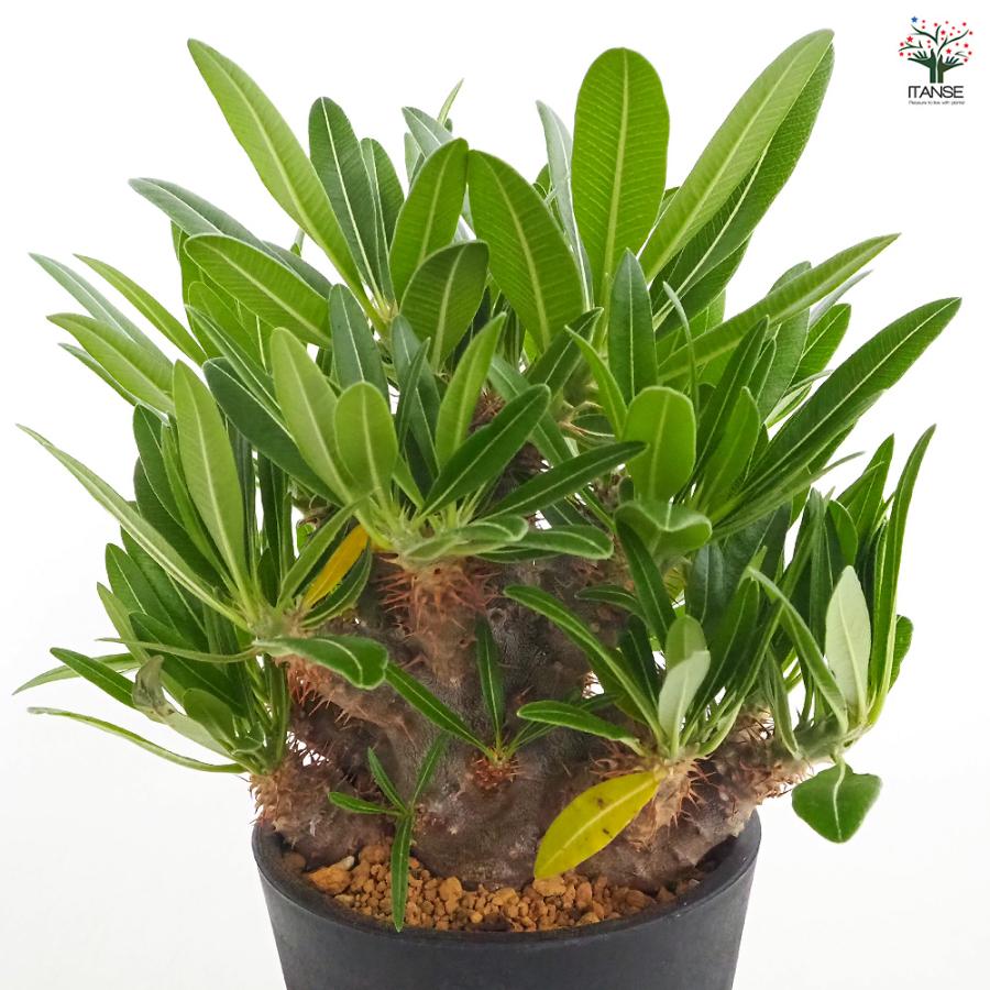 パキポディウム カクチペス 多肉植物 4号/1個売り 塊根植物 コーデック