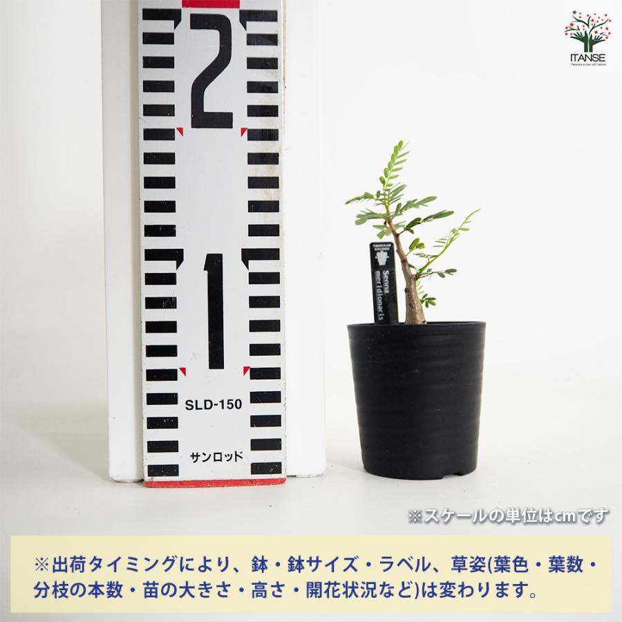 センナ メリディオナリス 多肉植物 2.5号/1個売り コーデックス 塊根