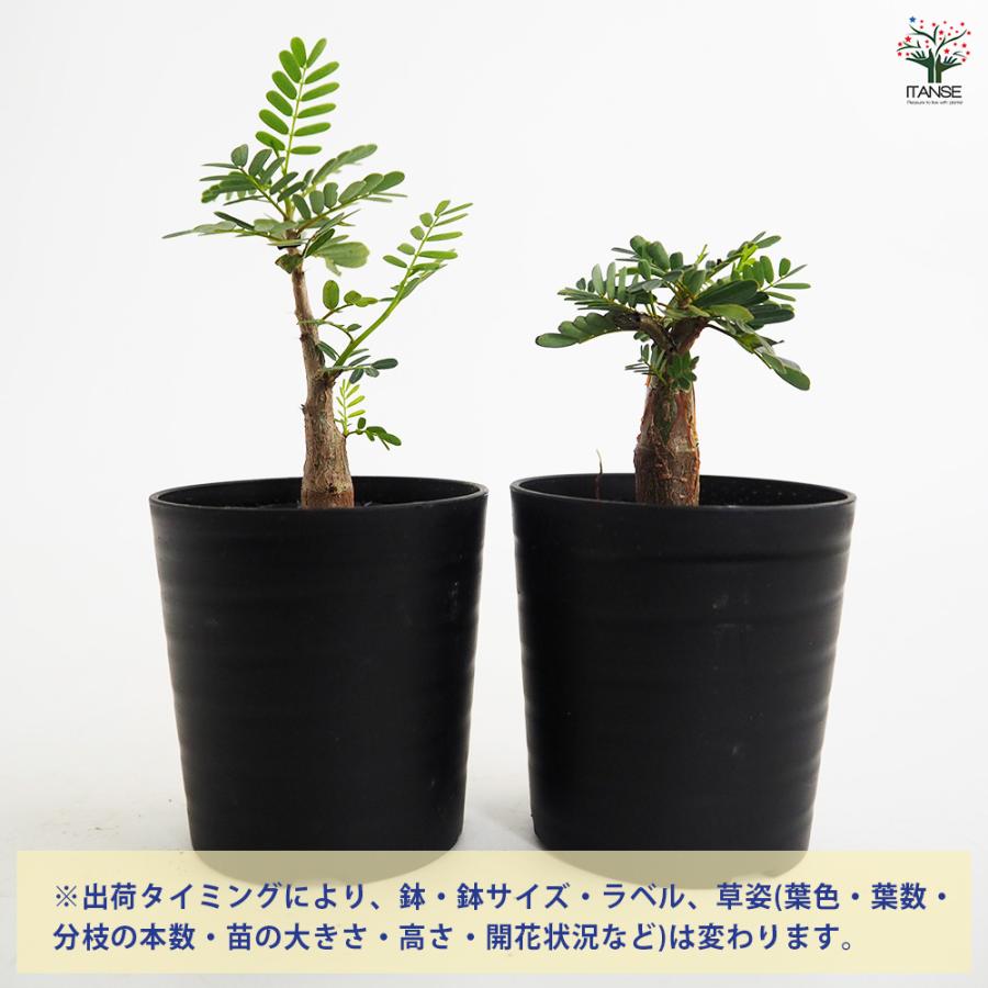 センナ メリディオナリス 多肉植物 2.5号/1個売り コーデックス 塊根