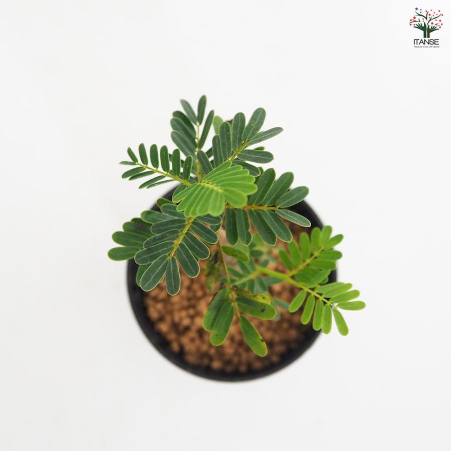 センナ メリディオナリス 多肉植物 2.5号/1個売り コーデックス 塊根
