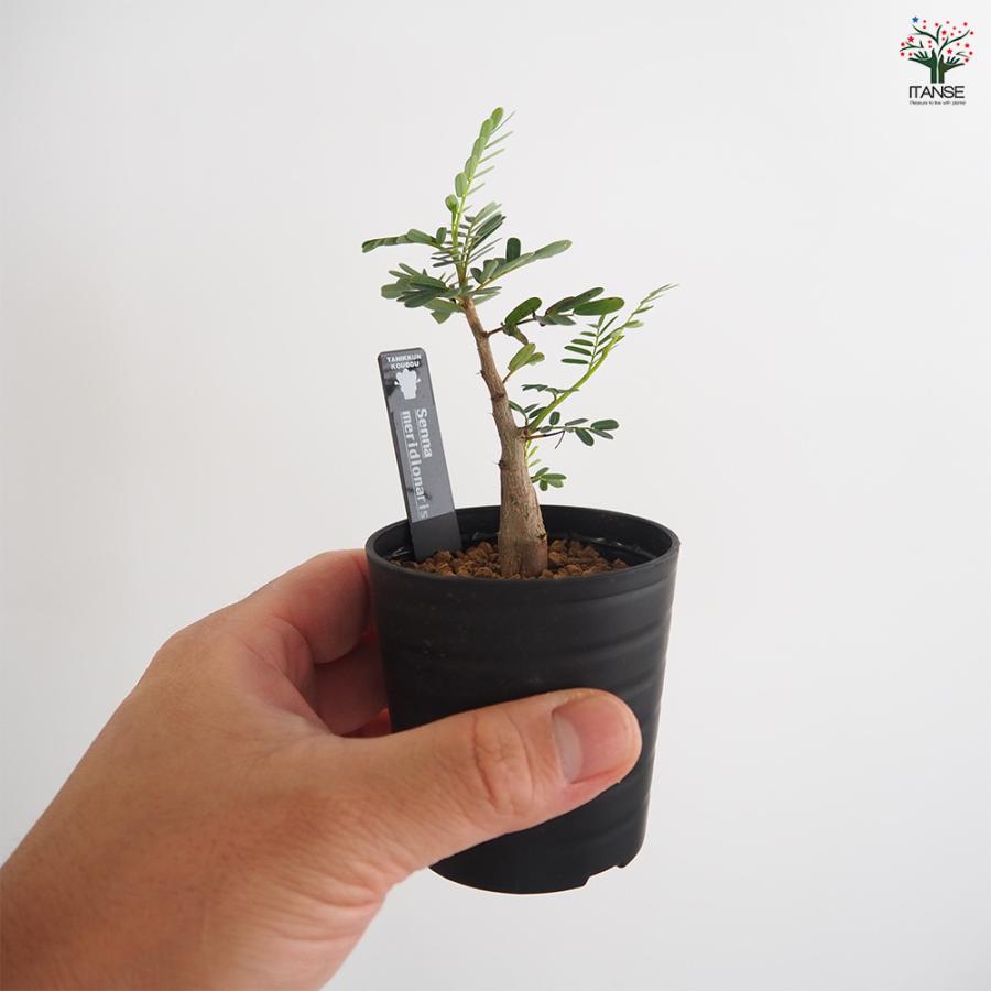 センナ メリディオナリス 多肉植物 2.5号/1個売り コーデックス 塊根