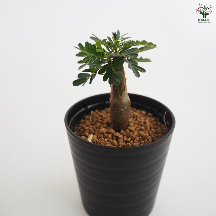 センナ メリディオナリス 多肉植物 2.5号/1個売り コーデックス 塊根