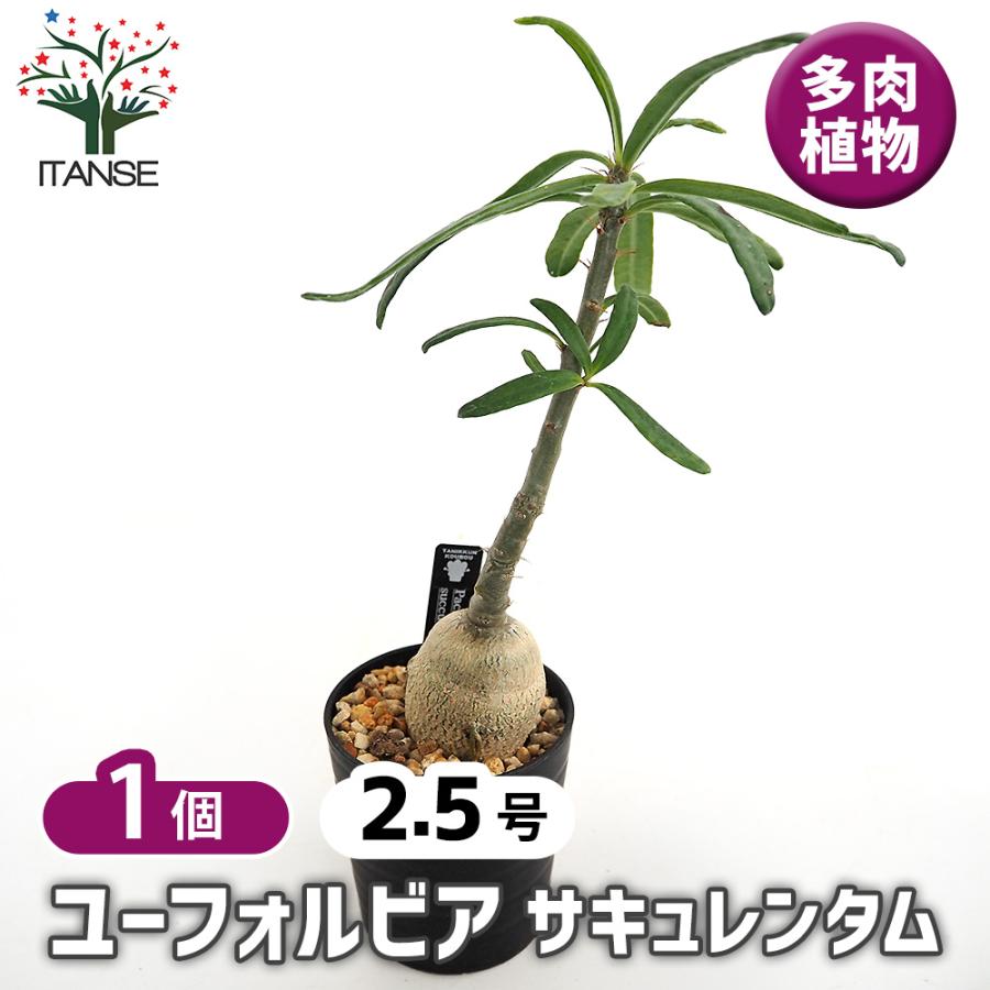 パキポディウム サキュレンタム 多肉植物 2.5号/1個売り 塊根植物