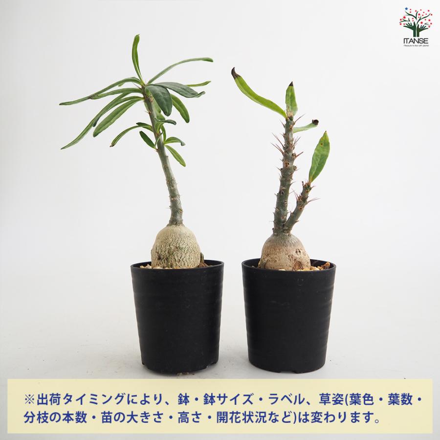 パキポディウム サキュレンタム 多肉植物 2.5号/1個売り 塊根植物