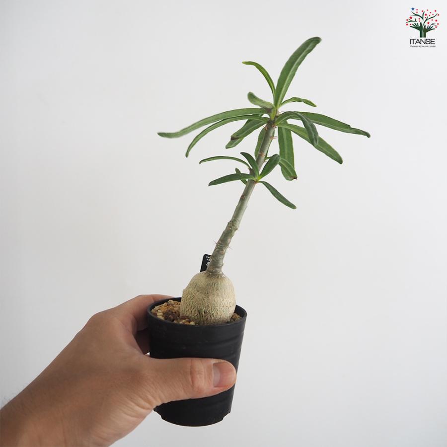 パキポディウム サキュレンタム 多肉植物 2.5号/1個売り 塊根植物