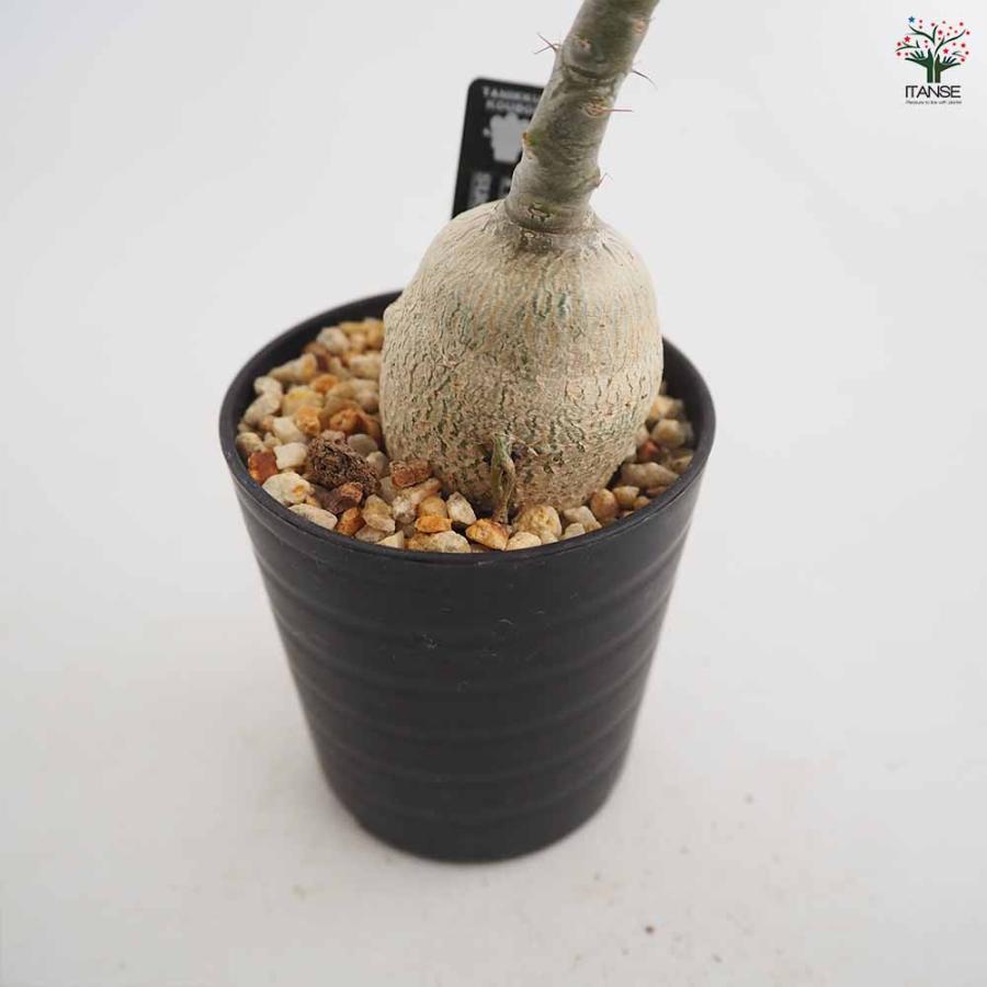 パキポディウム サキュレンタム 多肉植物 2.5号/1個売り 塊根植物