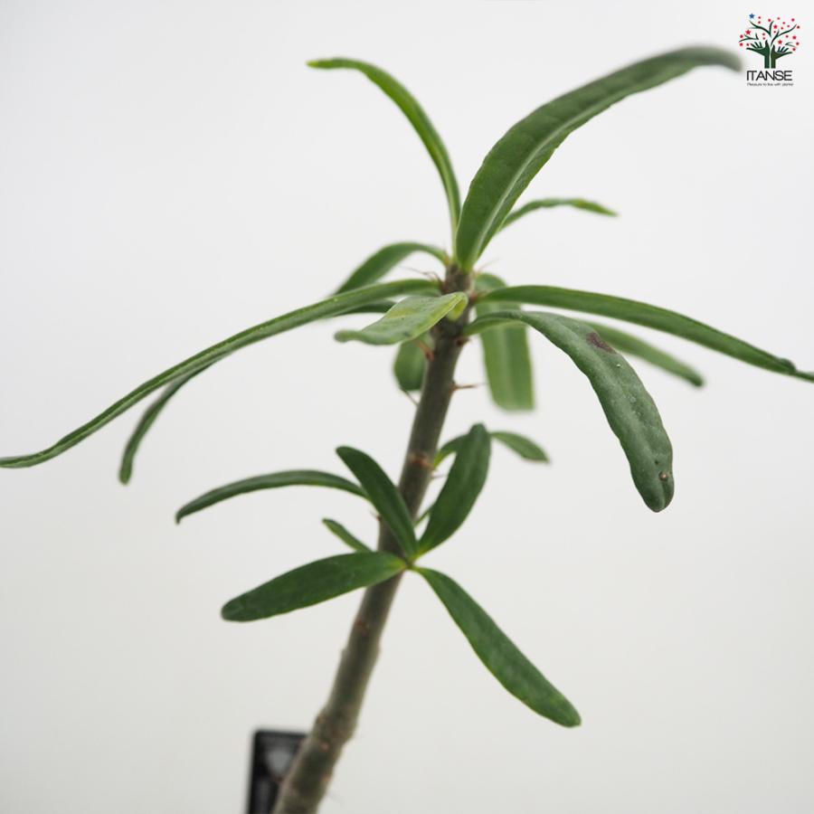 パキポディウム サキュレンタム 多肉植物 2.5号/1個売り 塊根植物