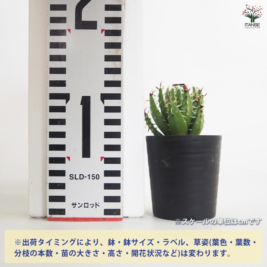 アロエ エリナケア 多肉植物 2.5号/1個売り キダチアロエ 木立アロエ