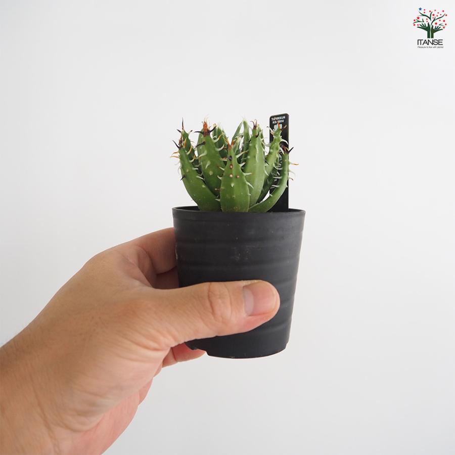 アロエ エリナケア 多肉植物 2.5号/1個売り キダチアロエ 木立アロエ