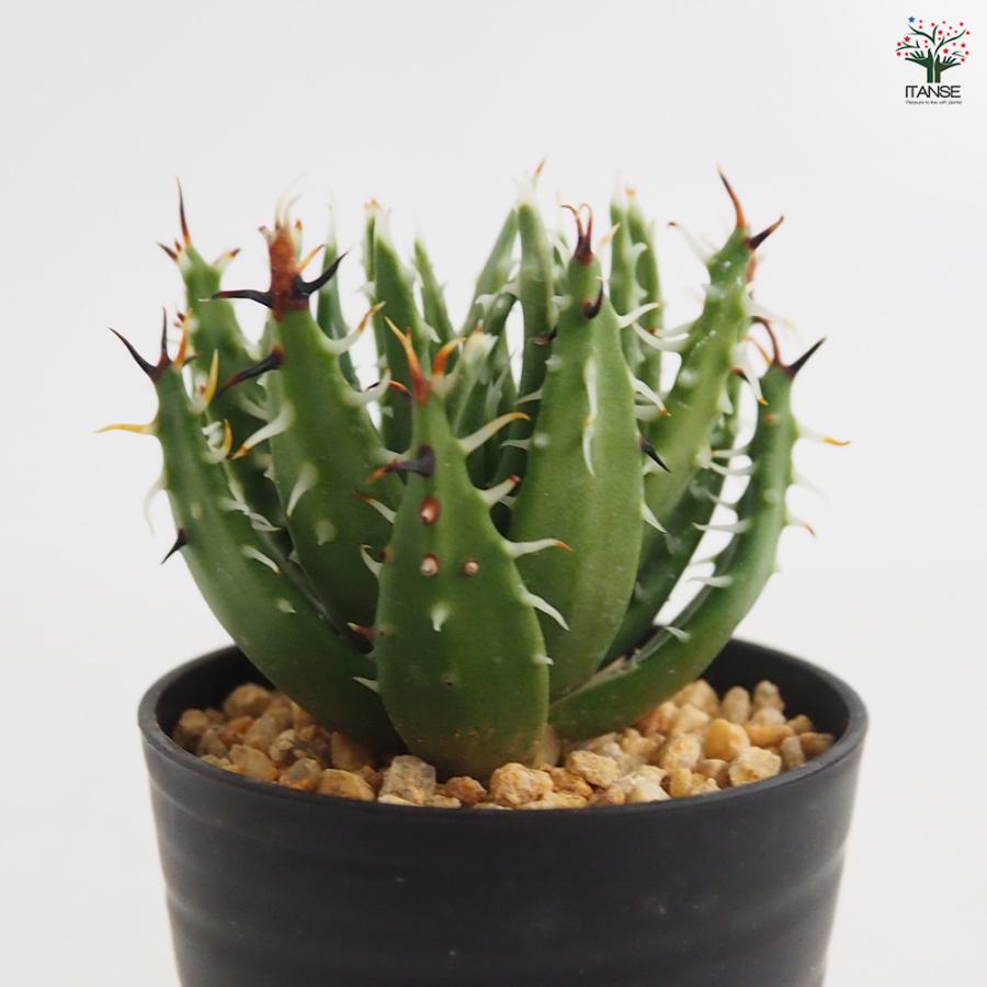 アロエ エリナケア 多肉植物 2.5号/1個売り キダチアロエ 木立アロエ