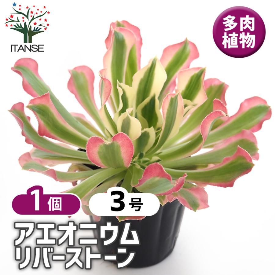 アエオニウム リバーストーン 多肉植物 3号/1個売り リビング オフィス