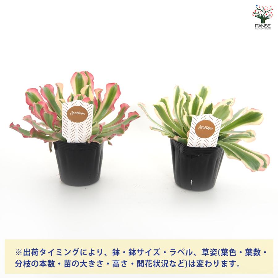アエオニウム リバーストーン 多肉植物 3号/1個売り リビング オフィス