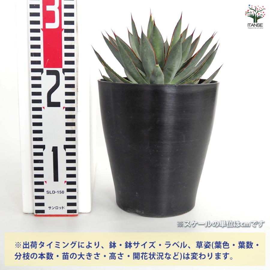 アガベ バーントバーガンディ錦 多肉植物 6号/1個売り リビング