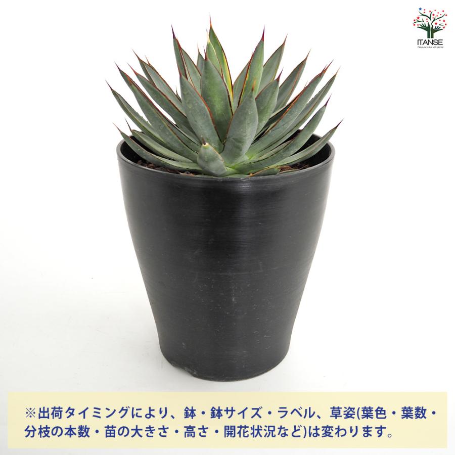 アガベ バーントバーガンディ錦 多肉植物 6号/1個売り リビング