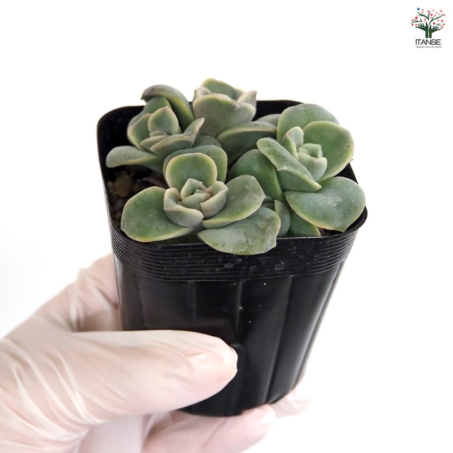 エケベリア ラブリーローズ 多肉植物 2.5号/お買い得4個セット 観葉