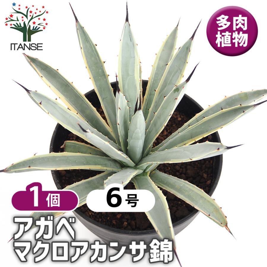 アガベ マクロアカンサ錦 多肉植物 6号/1個売り リビング オフィス