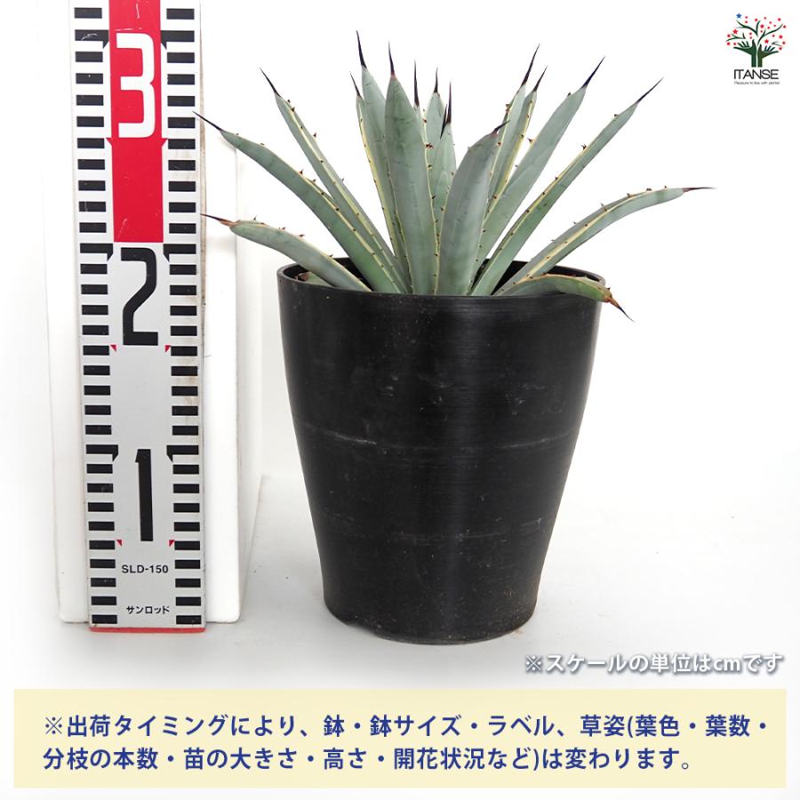 アガベ マクロアカンサ錦 多肉植物 6号/1個売り リビング オフィス