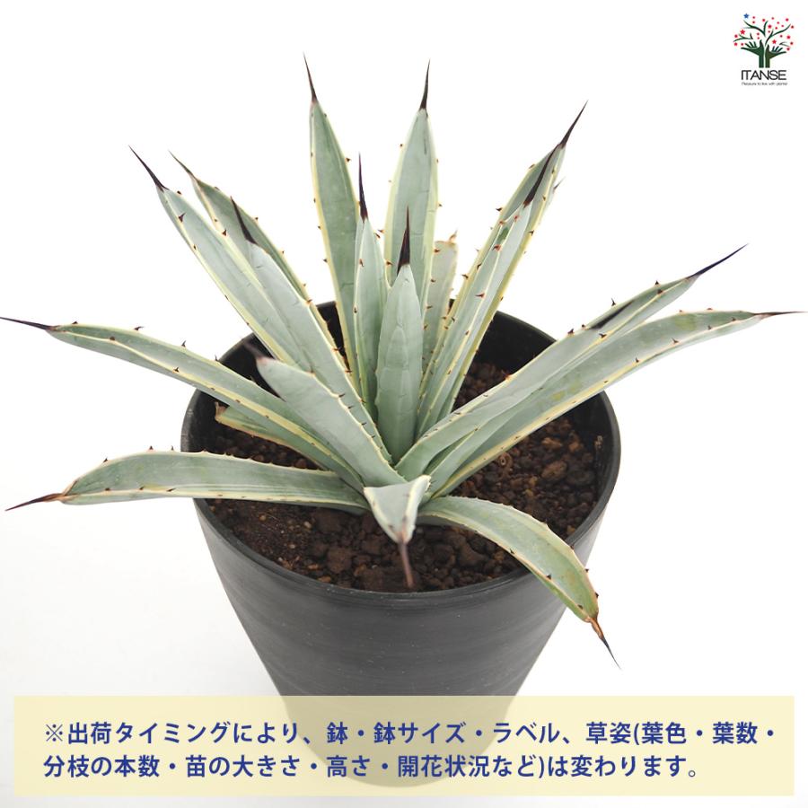 アガベ マクロアカンサ錦 多肉植物 6号/1個売り リビング オフィス