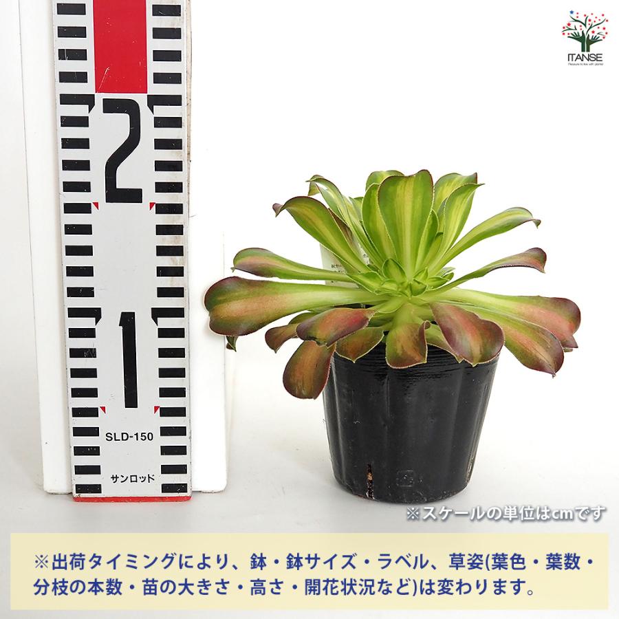 アエオニウム ショウカ 多肉植物 3〜3.5号/お買い得4個セット リビング