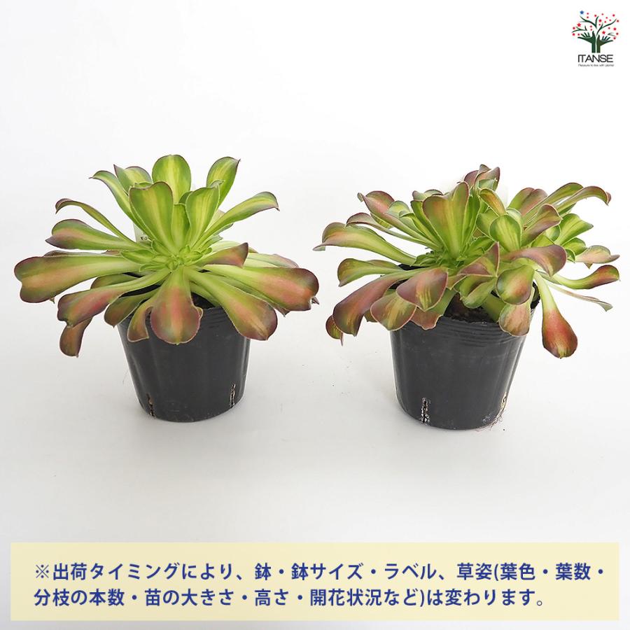アエオニウム ショウカ 多肉植物 3〜3.5号/お買い得4個セット リビング