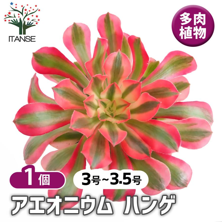 アエオニウム ハンゲ 多肉植物 3〜3.5号/1個売り リビング オフィス