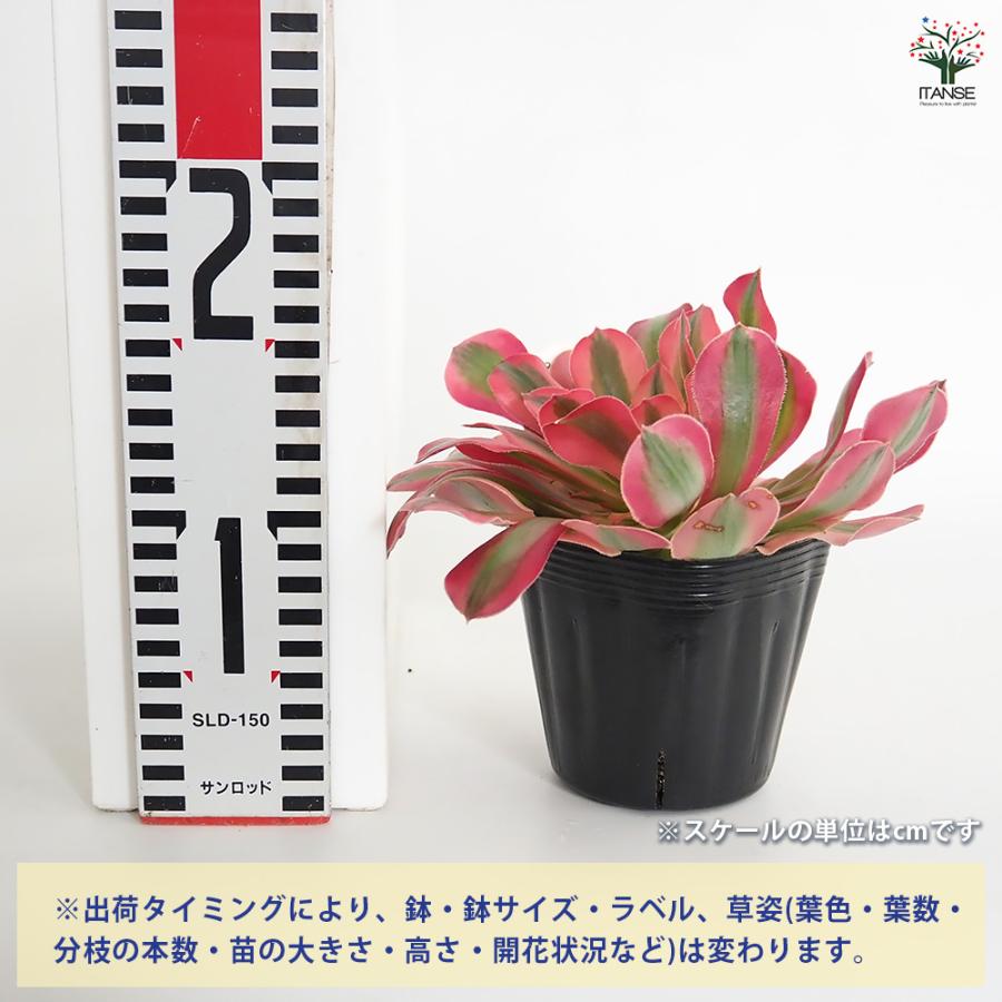 Top【選抜株】多肉植物　360549アエオニウム バンクェット　9個　鉢無し アエオニウム ハンゲ 多肉植物 3〜3.5号/1個売り リビング オフィス