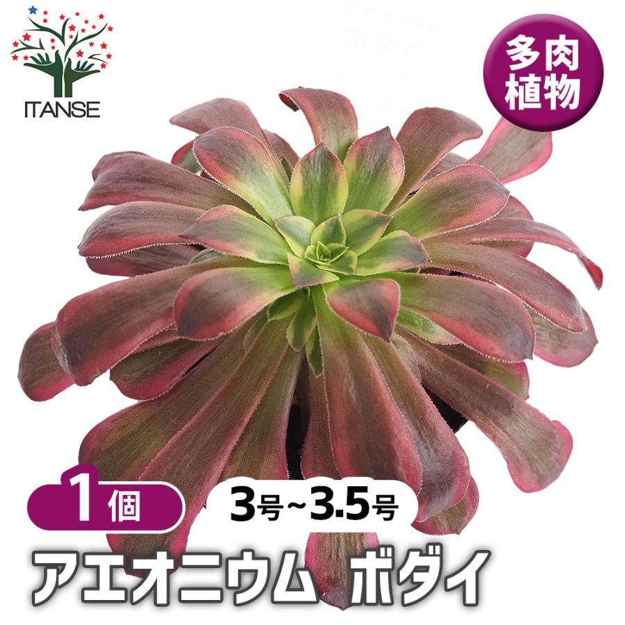 アエオニウム ボダイ 多肉植物 3〜3.5号/1個売り リビング オフィス