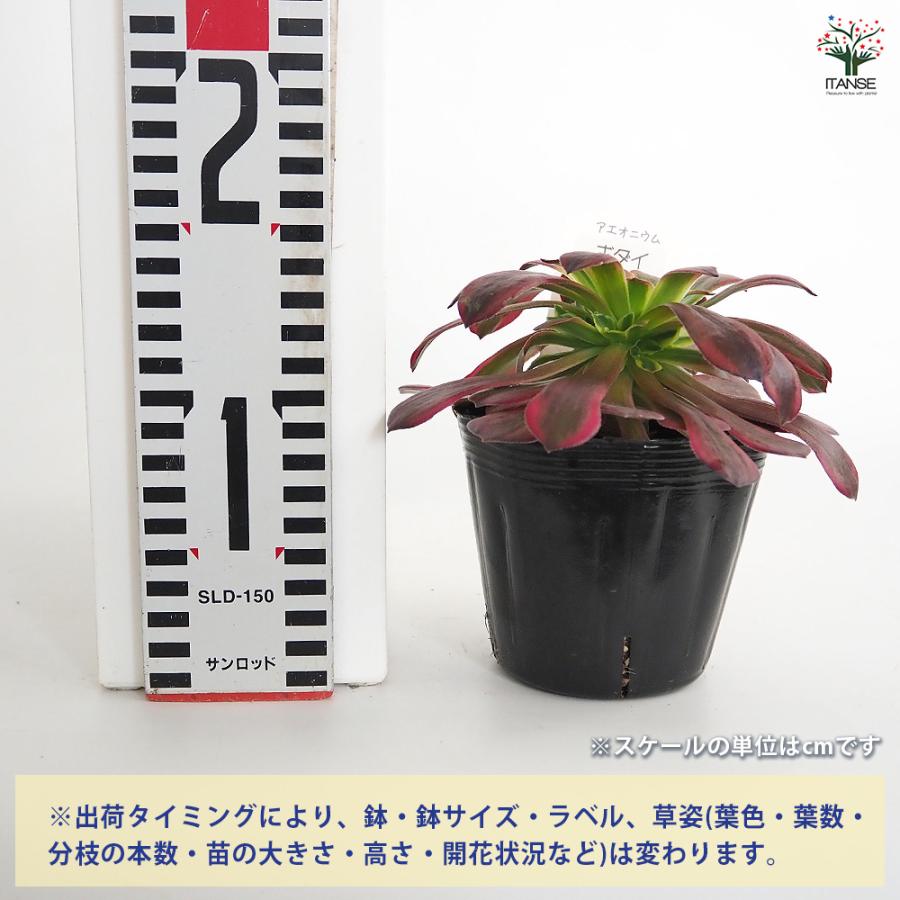 アエオニウム ボダイ 多肉植物 3〜3.5号/1個売り リビング オフィス