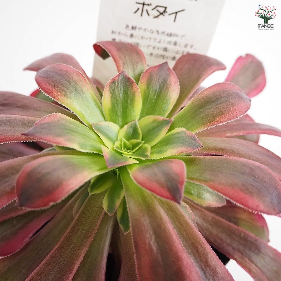 アエオニウム ボダイ 多肉植物 3〜3.5号/お買い得4個セット リビング