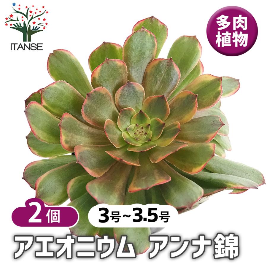 アエオニウム アンナ錦 多肉植物 3〜3.5号/お買い得2個セット リビング