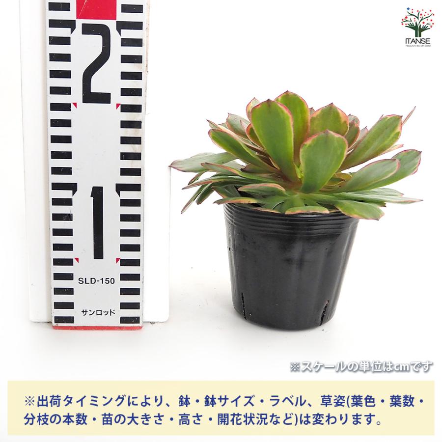 92#多肉植物アエオニウム錦❤️ アンナ錦❤️14頭21cm 鉢土付き出荷 92