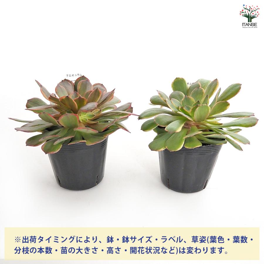 アエオニウム アンナ錦 多肉植物 3〜3.5号/お買い得2個セット リビング