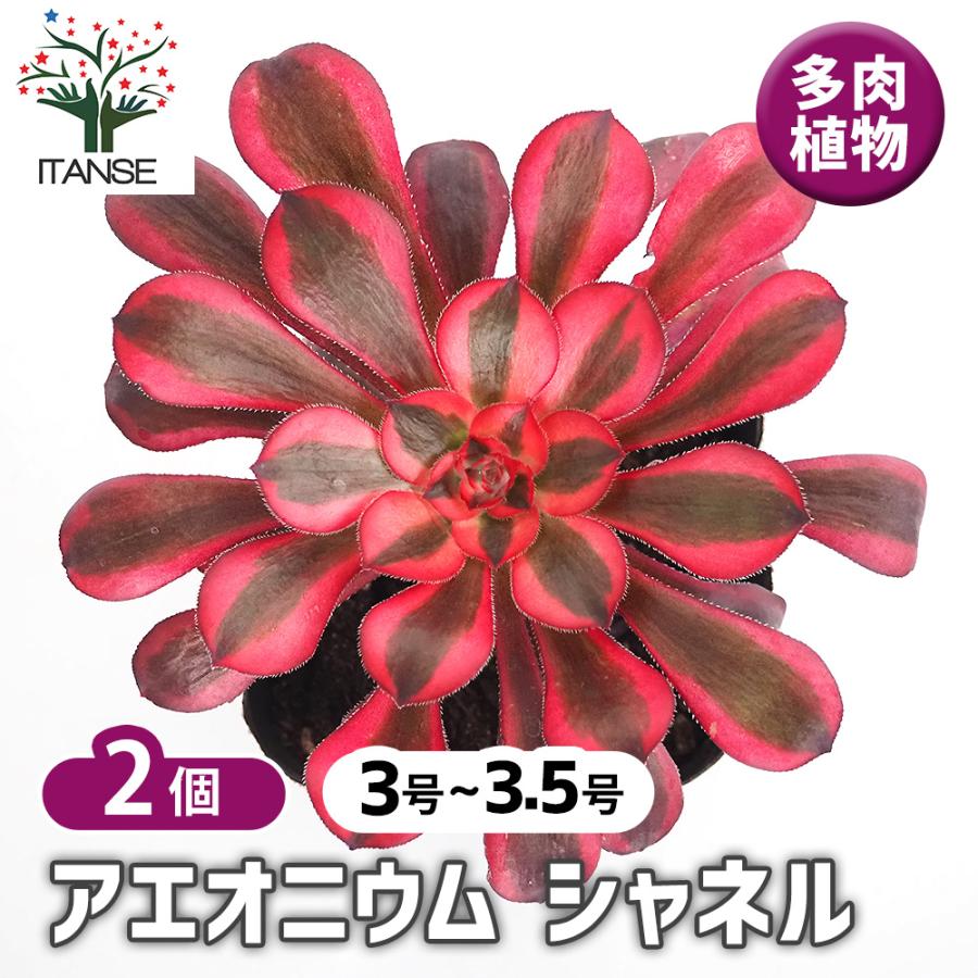 アエオニウム シャネル 多肉植物 3〜3.5号/お買い得2個セット リビング