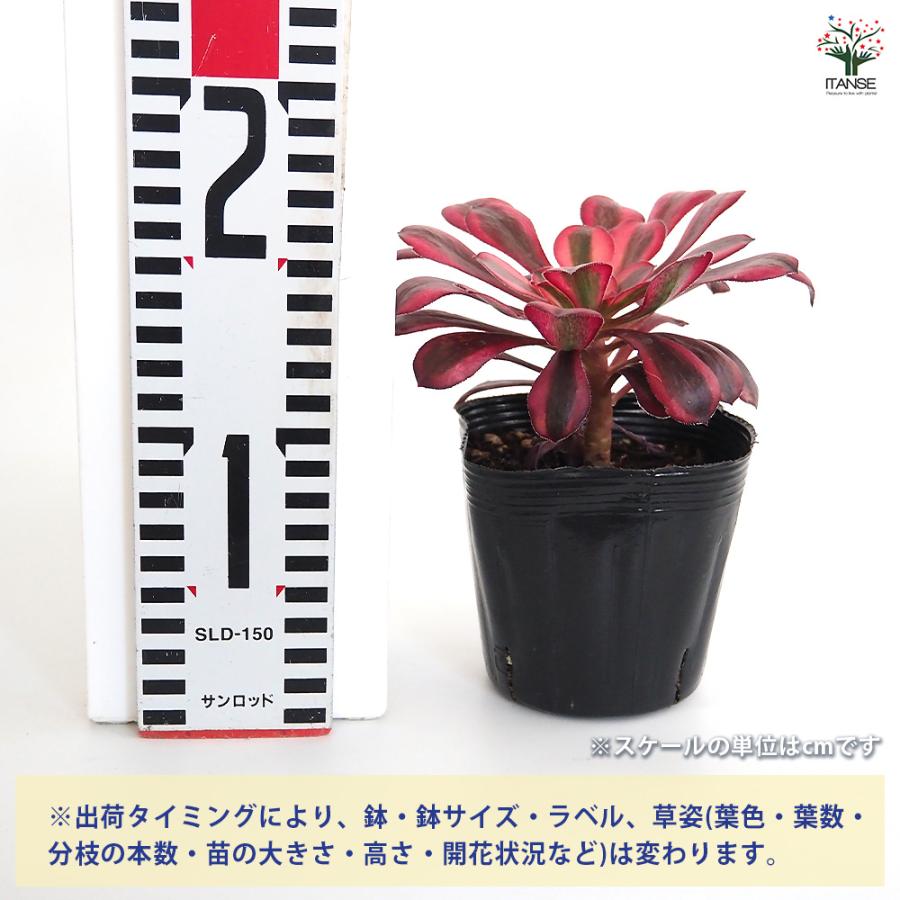 専用出品‼️アエオニウム　シャネル七彩2株　悪魔の目　カット1苗　抜き苗1株 アエオニウム シャネル 多肉植物 3〜3.5号/お買い得2個セット リビング