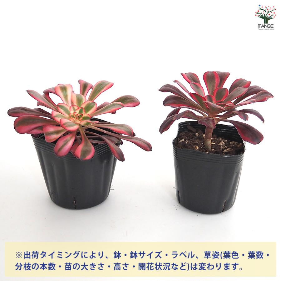 アエオニウム シャネル 多肉植物 3〜3.5号/お買い得2個セット リビング