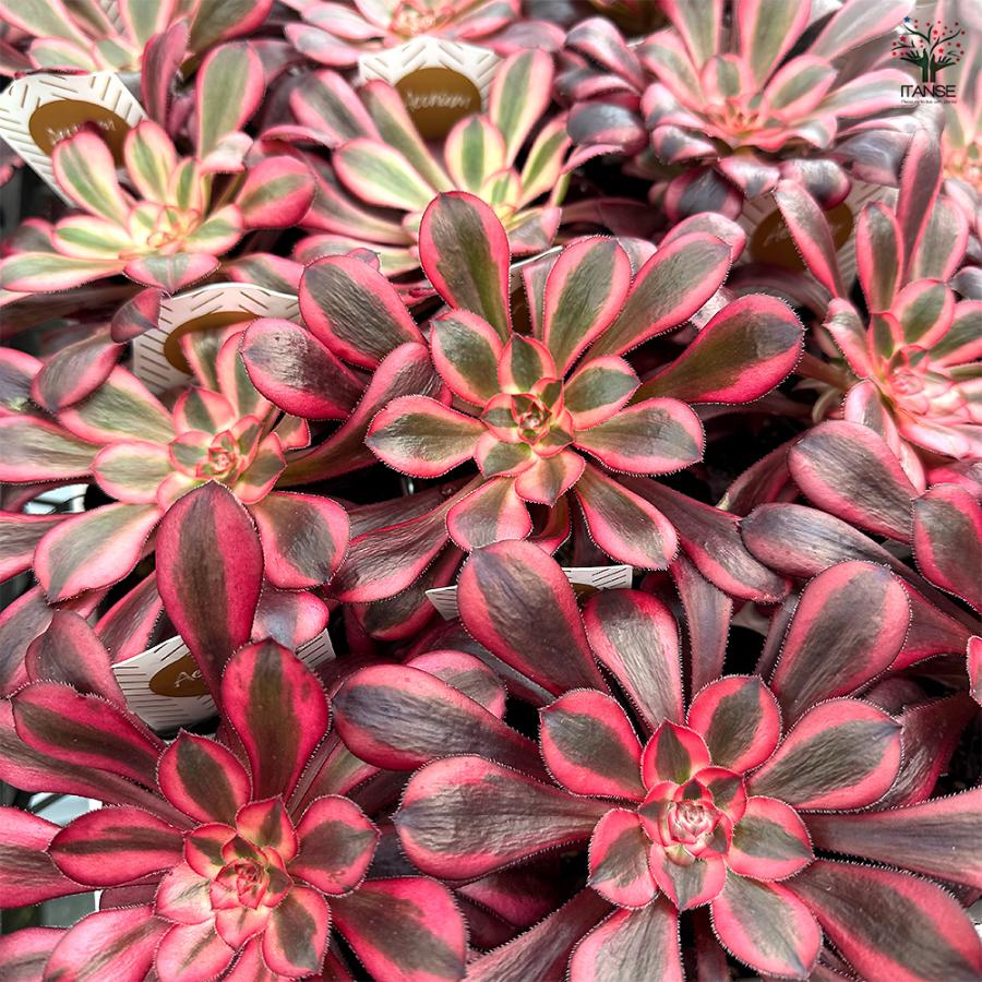アエオニウム シャネル 多肉植物 3〜3.5号/お買い得2個セット リビング