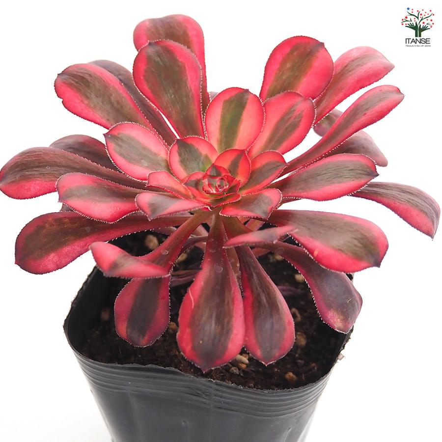 アエオニウム シャネル 多肉植物 3〜3.5号/お買い得2個セット リビング