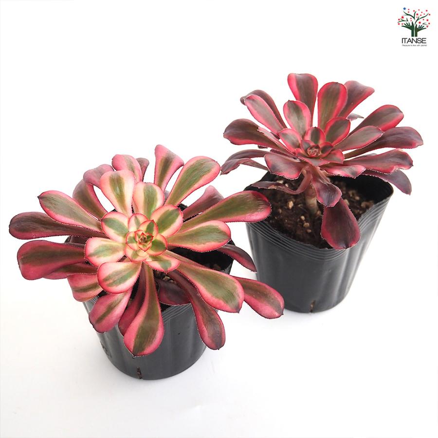 多肉植物アエオニウム錦❤️ シャネル❤️ アエオニウム シャネル 多肉植物 3〜3.5号/お買い得2個セット リビング