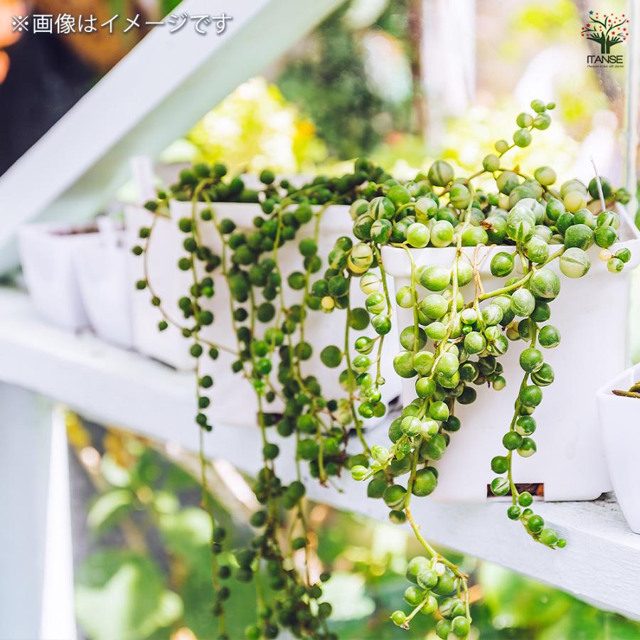 グリーンネックレス 斑入り 多肉植物 2.5号/1個売り ガーデニング